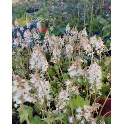 TIARELLA wherry - Karéjos turbántok
