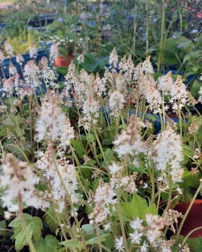 TIARELLA wherry - Karéjos turbántok