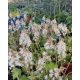 TIARELLA wherry - Karéjos turbántok