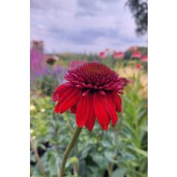 ECHINACEA purpurea 'Eccentric' - Kasvirág