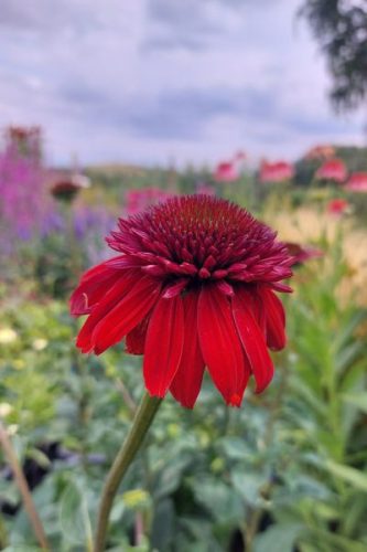 ECHINACEA purpurea 'Eccentric' - Kasvirág