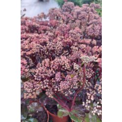   SEDUM (Hylotelephium) spectabile 'Black Knight' - Varjúháj