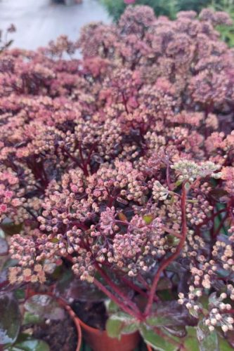 SEDUM (Hylotelephium) spectabile 'Black Knight' - Varjúháj