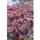 SEDUM (Hylotelephium) spectabile 'Black Knight' - Varjúháj
