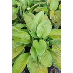 HOSTA 'August Moon' - Árnyékliliom