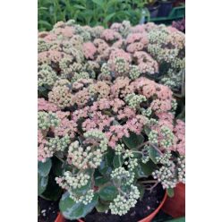   SEDUM (Hylotelephium) spectabile 'ROCK 'N GROW®  Coraljade' - Varjúháj