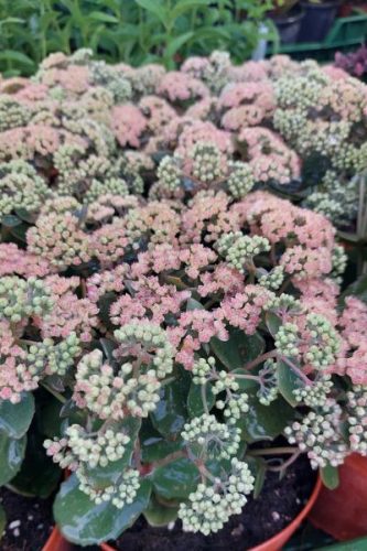 SEDUM (Hylotelephium) spectabile 'ROCK 'N GROW®  Coraljade' - Varjúháj
