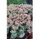 SEDUM (Hylotelephium) spectabile 'ROCK 'N GROW®  Coraljade' - Varjúháj