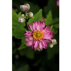 ANEMONE x hybrida 'Pamina' - Szellőrózsa