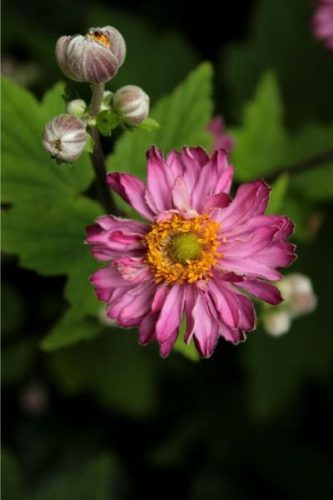 ANEMONE x hybrida 'Pamina' - Szellőrózsa