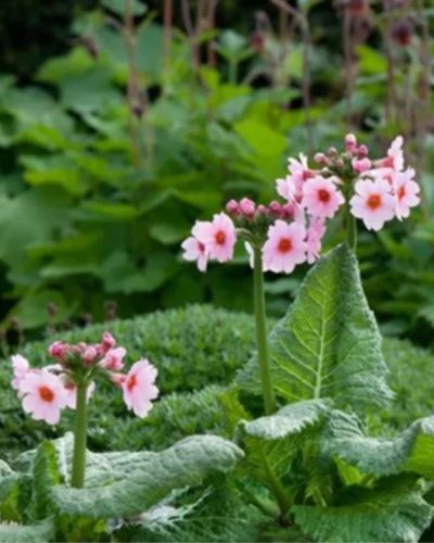 PRIMULA japonica 'Appleblossom' - Japán kankalin