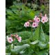 PRIMULA japonica 'Appleblossom' - Japán kankalin