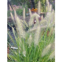   PENNISETUM  alopecuroides ‘Hameln Gold’ - Évelő tollborzfű