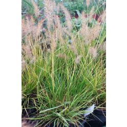   CENCHRUS (syn PENNISETUM) alopecuroides ‘Hameln Gold’ - Évelő tollborzfű