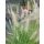 PENNISETUM  alopecuroides ‘Hameln Gold’ - Évelő tollborzfű