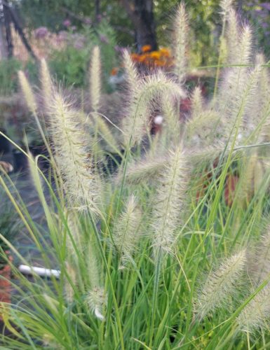 PENNISETUM  alopecuroides ‘Hameln Gold’ - Évelő tollborzfű