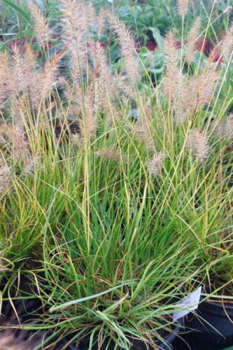 CENCHRUS (syn PENNISETUM) alopecuroides ‘Hameln Gold’ - Évelő tollborzfű