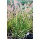 CENCHRUS (syn PENNISETUM) alopecuroides ‘Hameln Gold’ - Évelő tollborzfű