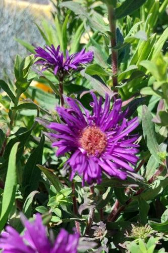 SYMPHYOTRICHUM (syn. Aster) novae-angliae 'Grape Crush' - Mirigyes őszirózsa