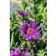 SYMPHYOTRICHUM (syn. Aster) novae-angliae 'Grape Crush' - Mirigyes őszirózsa