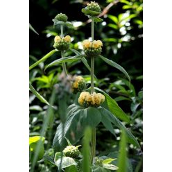 PHLOMIS russeliana - Kis-ázsiai macskahere
