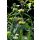 PHLOMIS russeliana - Kis-ázsiai macskahere