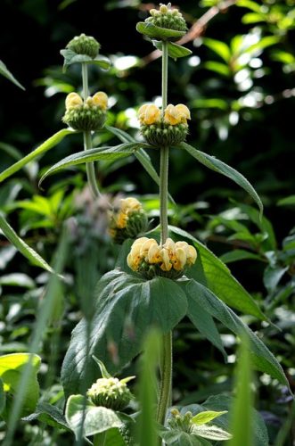 PHLOMIS russeliana - Kis-ázsiai macskahere