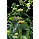 PHLOMIS russeliana - Kis-ázsiai macskahere