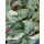 PULMONARIA 'Shrimps on the Barbie' - Tüdőfű