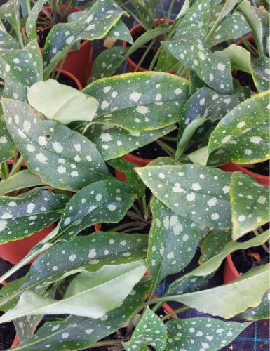 PULMONARIA 'Shrimps on the Barbie' - Tüdőfű