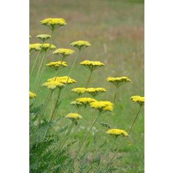  ACHILLEA filipendulina 'Cloth of Gold' - Jószagú cickafark