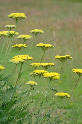ACHILLEA filipendulina 'Cloth of Gold' - Jószagú cickafark