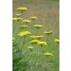 ACHILLEA filipendulina 'Cloth of Gold' - Jószagú cickafark