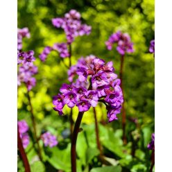   BERGENIA cordifolia 'Winterglut' - Szívlevelű bőrlevél