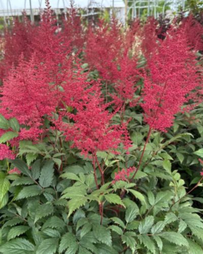 ASTILBE japonica 'Montgomery' - Japán tollbuga