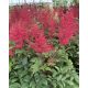 ASTILBE japonica 'Montgomery' - Japán tollbuga