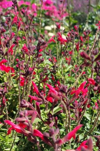 SALVIA greggi x jamensis 'Arctic Blaze® Red' - Zsálya