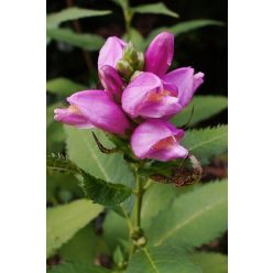 CHELONE obliqua – Csinos gerlefej