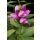 CHELONE obliqua – Csinos gerlefej