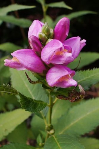 CHELONE obliqua – Csinos gerlefej
