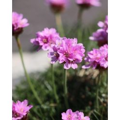 ARMERIA maritima – Tengerparti pázsitszegfű