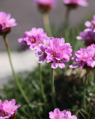 ARMERIA maritima – Tengerparti pázsitszegfű