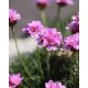 ARMERIA maritima – Tengerparti pázsitszegfű