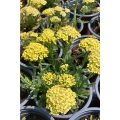   ACHILLEA millefolium 'Desert Eve™ Light Yellow' - Közönséges cickafark