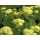 ACHILLEA millefolium 'Desert Eve™ Light Yellow' - Közönséges cickafark