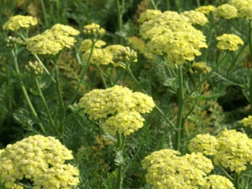 ACHILLEA millefolium 'Desert Eve™ Light Yellow' - Közönséges cickafark
