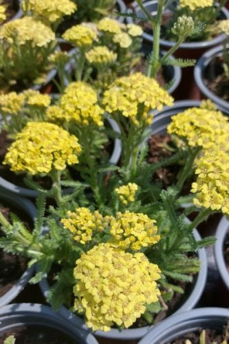 ACHILLEA millefolium 'Desert Eve™ Light Yellow' - Közönséges cickafark