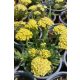 ACHILLEA millefolium 'Desert Eve™ Light Yellow' - Közönséges cickafark