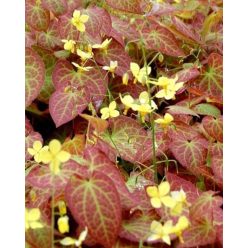   EPIMEDIUM perralchicum 'Frohnleiten' – Tündérvirág