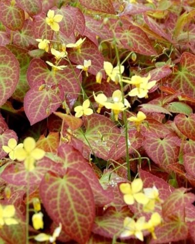 EPIMEDIUM perralchicum 'Frohnleiten' – Tündérvirág